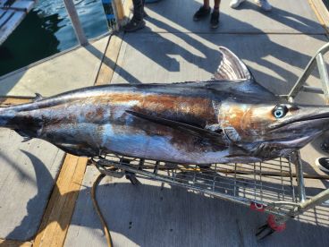 A large fish, possibly a Mahi Mahi, displayed on a cleaning station at the dock, showcasing a successful fishing trip.