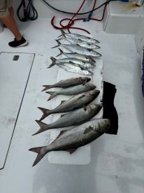 A variety of fish, including Kingfish and Snapper, neatly arranged on a cleaning table aboard a fishing boat, showcasing a successful day on the water.