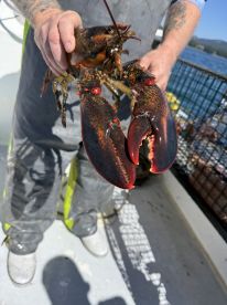 An adult fisherman proudly displaying a large lobster on a fishing boat, showcasing the catch from a successful day on the water.