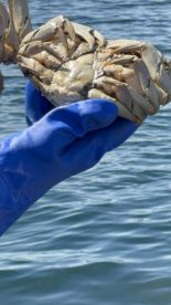A close-up of a crab being held in a gloved hand, with water in the background, showcasing a marine catch.
