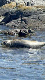 A seal swimming near rocky shores, showcasing the natural marine wildlife in the area.