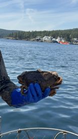An angler proudly displaying a large Dungeness crab while fishing in a scenic coastal area.