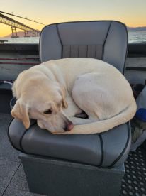 A relaxed Labrador Retriever curled up on a boat seat, with a scenic view of a bridge at sunset in the background.