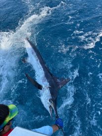 Angler reeling in a large Marlin while fishing in deep blue waters, showcasing the excitement of sport fishing.