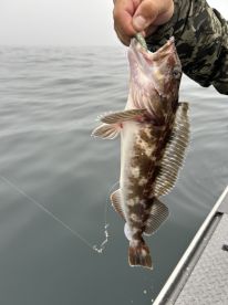 An angler reeling in a Spotted Rockfish while fishing on a foggy day, showcasing the excitement of the catch.
