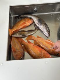 A variety of fish including Red Snapper and Grouper stored in a cooler aboard a fishing boat, showcasing a successful day of deep-sea fishing.