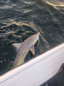 Great Trip! 10\/10 would recommend!