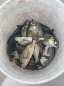 Great Day catching Fish