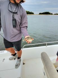An angler proudly displaying a small Pufferfish while fishing on a boat, showcasing a fun catch during a day on the water.