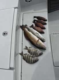A variety of fish including Redfish and Sheepshead laid out on a boat's deck after a successful fishing trip.