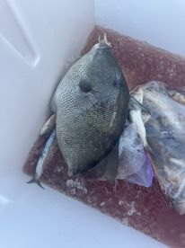 A large fish, likely a triggerfish, stored in a cooler with ice, showcasing the catch from a recent fishing trip.