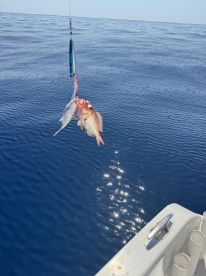 A vibrant display of two fish, likely Snapper, caught on a lure while fishing in deep blue waters.