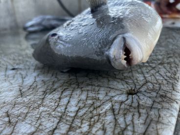 Family trip\/Birthday gift for 13 year old Son