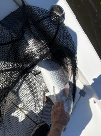 GREAT Trip & Captain