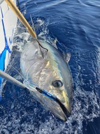A large tuna is being reeled in, showcasing the excitement of deep-sea fishing in clear blue waters.