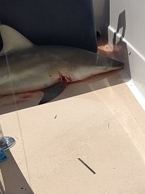 Went shark fishing 