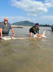 Two anglers proudly displaying a large Sturgeon while wading in shallow water, surrounded by a scenic backdrop of hills and a boat in the distance.