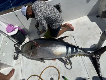 A fisherman is preparing a large Tuna on the deck of a sportfishing boat, showcasing the catch in a vibrant offshore setting.