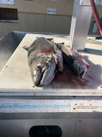 Fishing with Brannen