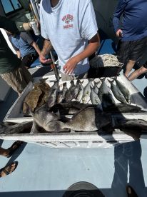 Caught plenty, made it easy