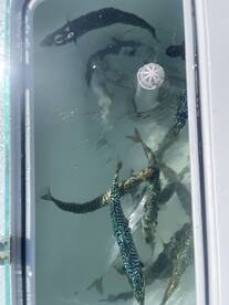 A variety of fish, likely Mackerel, stored in a cooler on a fishing boat, showcasing the catch from a successful outing.