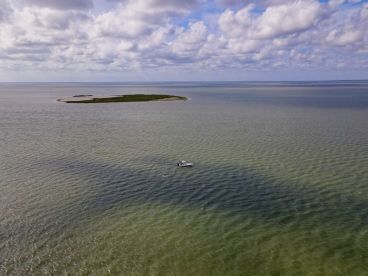 Great Red Drum Bite!