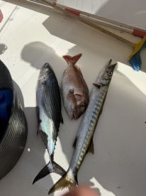 A selection of freshly caught fish including a Snapper and a Mackerel displayed on a boat's deck, showcasing a successful fishing trip.