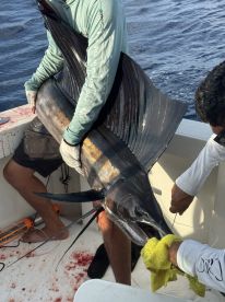 Anglers on a boat handling a large Sailfish, showcasing the excitement of deep-sea fishing.