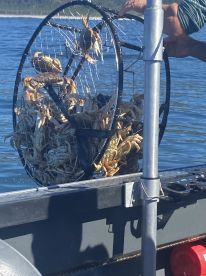 A fisherman retrieving a full crab trap from the water, showcasing a successful catch of various crabs during a coastal crabbing trip.