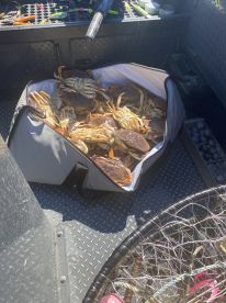A large catch of crabs stored in a cooler on a fishing boat, showcasing a successful crabbing trip.