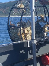 A crab trap filled with crabs is shown on a boat, with a scenic backdrop of water and hills, highlighting a crabbing adventure.