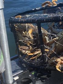 A crab trap filled with freshly caught crabs, resting on the deck of a fishing boat in a calm water setting.