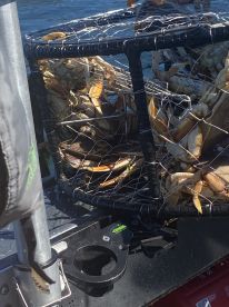 A crab trap filled with freshly caught crabs on a fishing boat, showcasing a successful crabbing trip.