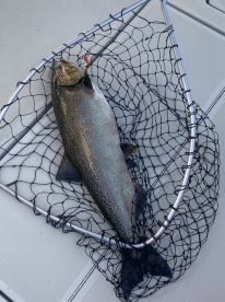 Big lake trout and King salmon