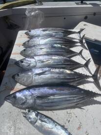 It was a crazy fishing experience 100 percent recommend!