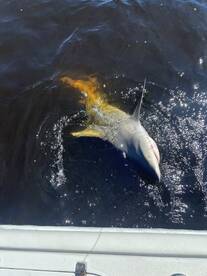 Mom reels in a sea monster 