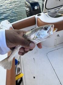 From Bait Fish to Shark Pups \u2013 A Blast on the Water!
