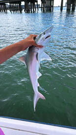 From Bait Fish to Shark Pups \u2013 A Blast on the Water!