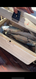 A cooler filled with freshly caught fish, showcasing a successful fishing trip on the water.