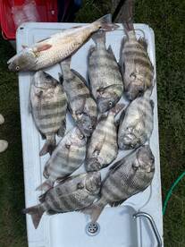 A variety of fish including a large Redfish and several Black Drum laid out on a cleaning table, showcasing a successful day of fishing.