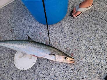 King Mackerel 