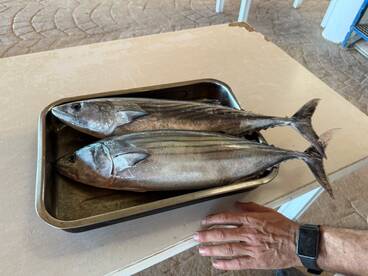 Overall great experience