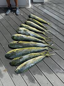 A collection of Mahi Mahi laid out on a dock, showcasing a successful fishing trip.