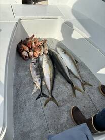 A variety of fish, including Snapper and Mackerel, stored in the boat after a successful fishing trip.