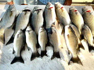 Great 1\/2 day on the water