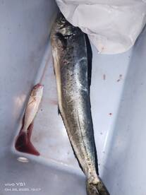 Amazing Fishing Experience in Fujairah