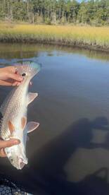 Fly Guys fishing Charter delivered on everything He said. 36\u201d Redfish, about 35 fish of 3 species.