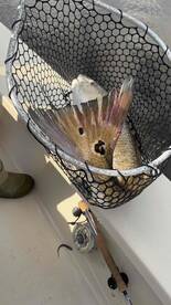Fly Guys fishing Charter delivered on everything He said. 36\u201d Redfish, about 35 fish of 3 species.