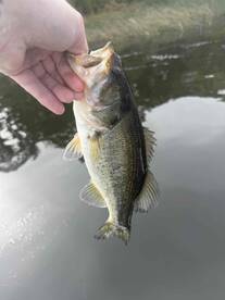 Angler holding a large Largemouth Bass while fishing in a serene freshwater environment.