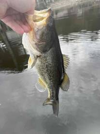 An angler proudly displaying a large Largemouth Bass while fishing in calm waters.